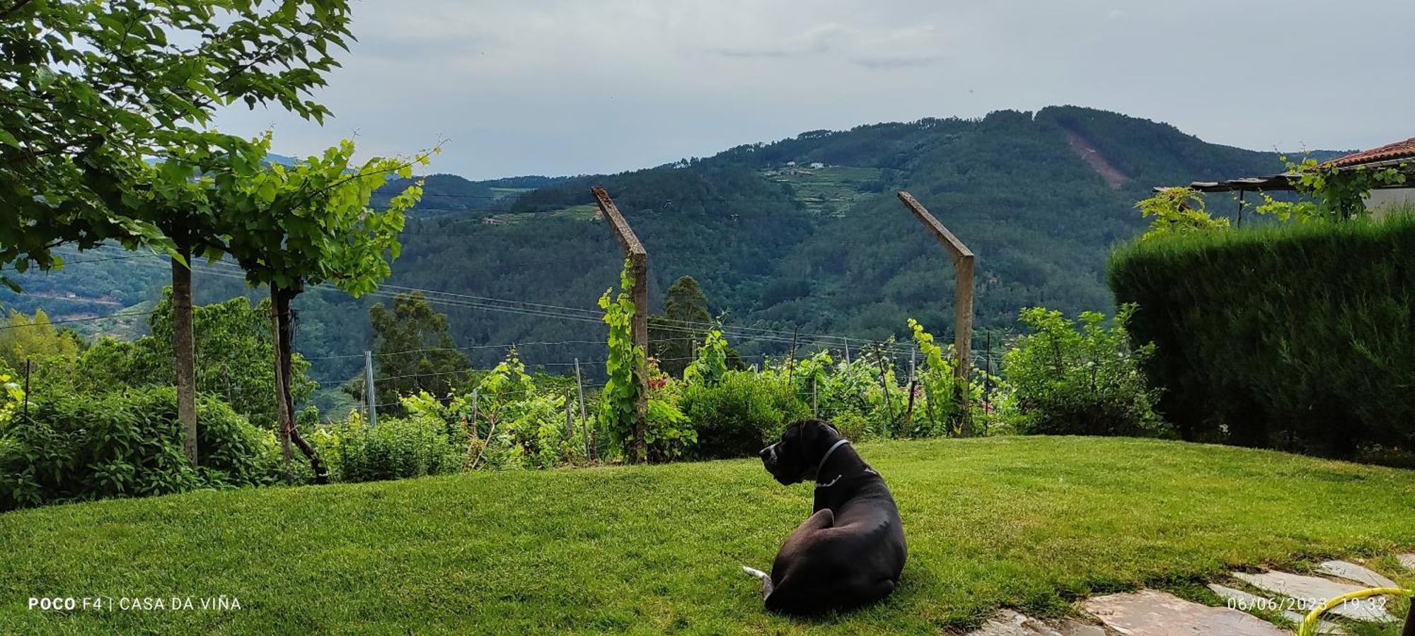 Villa Casa Da Vina - Ribeira Sacra à Nogueira De Ramuin Extérieur photo